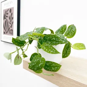 15 - 25cm Epipremnum Pictus Argyraeus Silver Pothos 12cm Pot House Plant