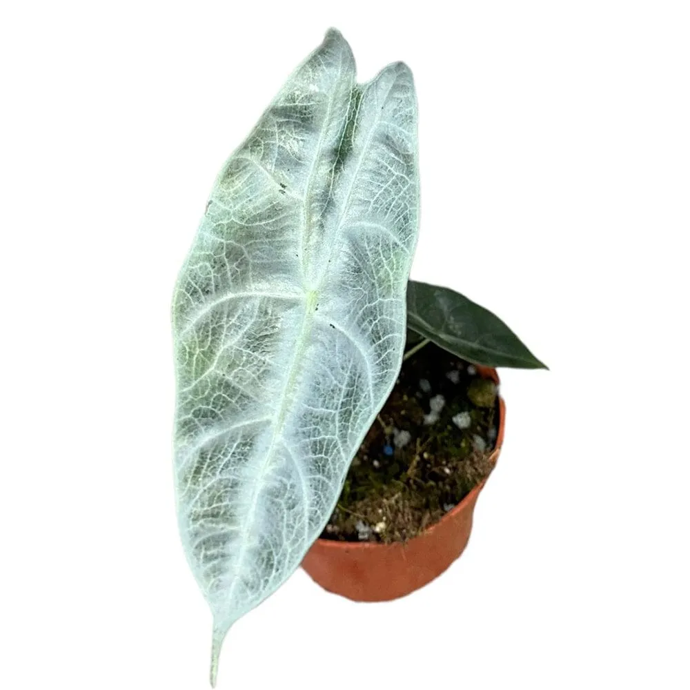 15 cm  Alocasia Longiloba Silver House Plant 10,5 cm Pot