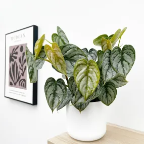 20 - 35cm Philodendron Brandtianum 12cm Pot House Plant