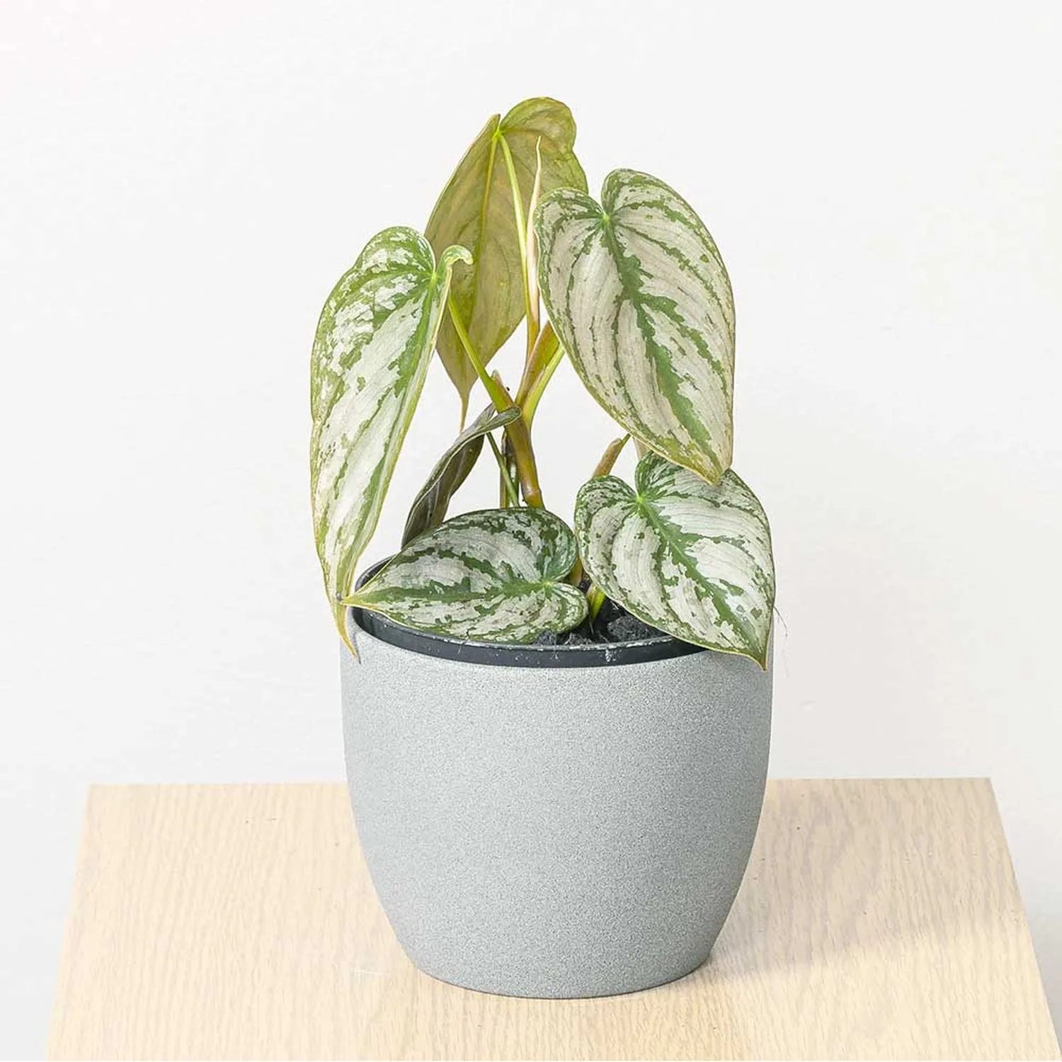 20 - 35cm Philodendron Brandtianum 12cm Pot House Plant