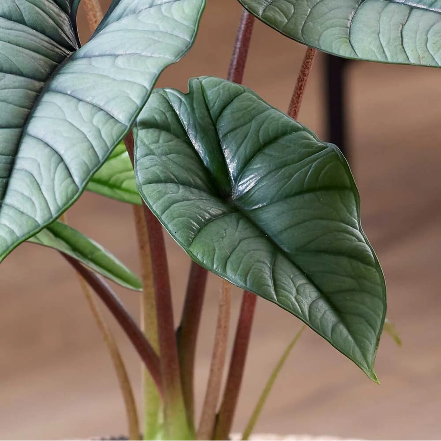 20 - 40cm Alocasia Platinum Elephant Ear 10.5cm Pot House Plant