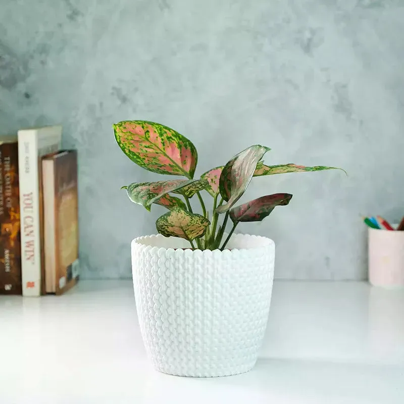 Aglaonema Pink Beauty Plant with Textured Fibre Pot