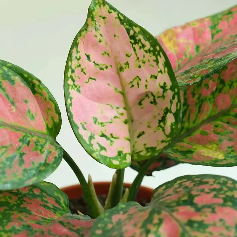 Aglaonema Pink Beauty Plant with Textured Fibre Pot