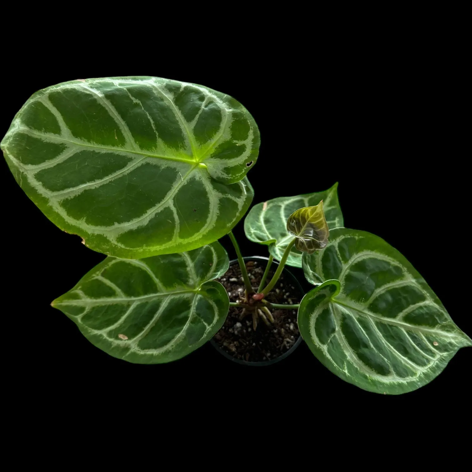 Anthurium Crystallinum Silver