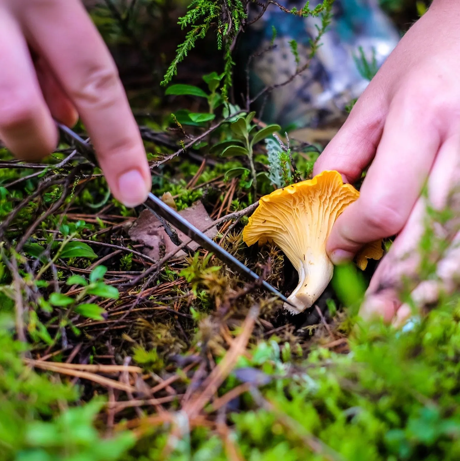 Dried Wild Chanterelle Mushrooms