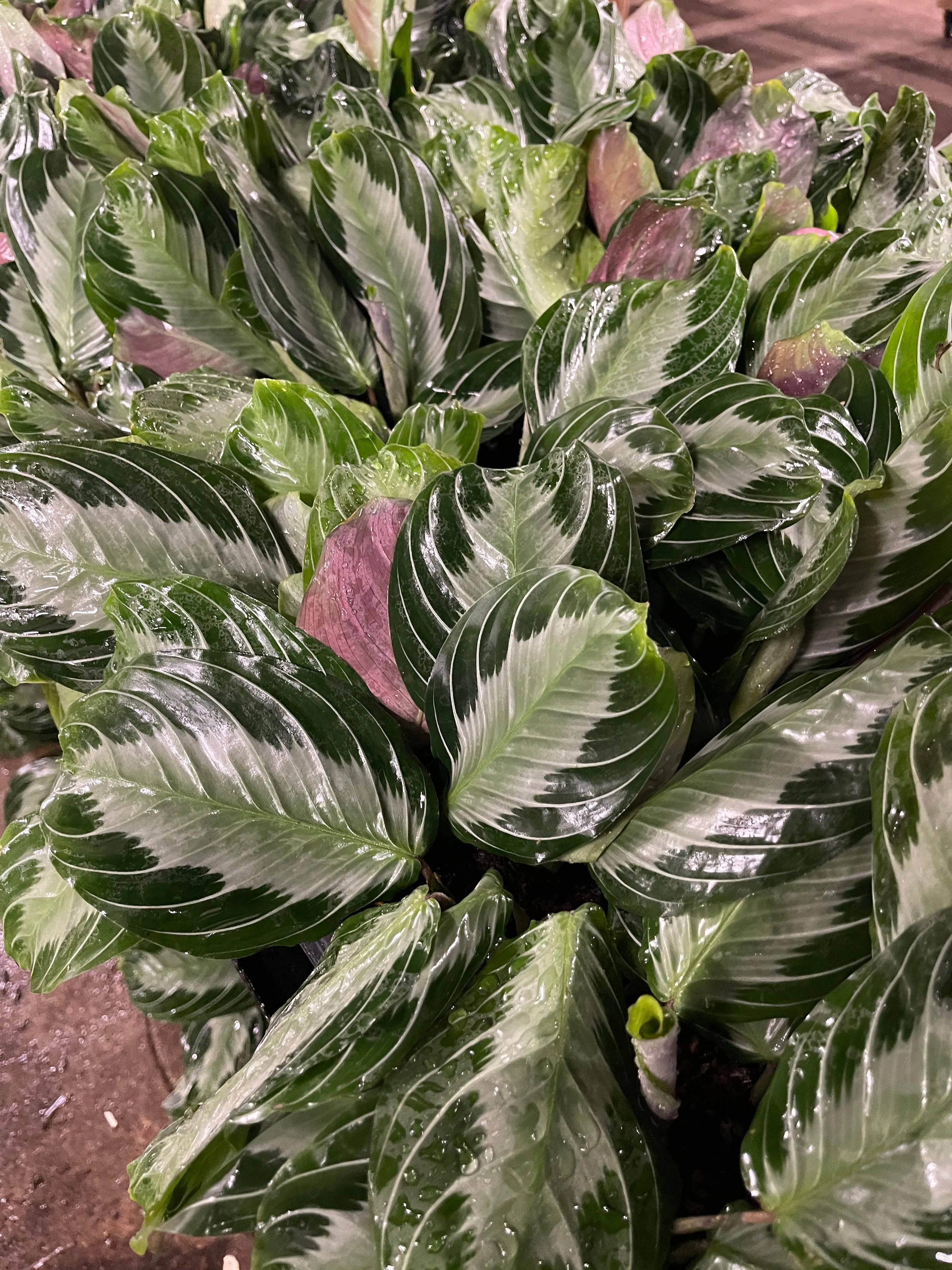 Maranta leuconeura Silver Band